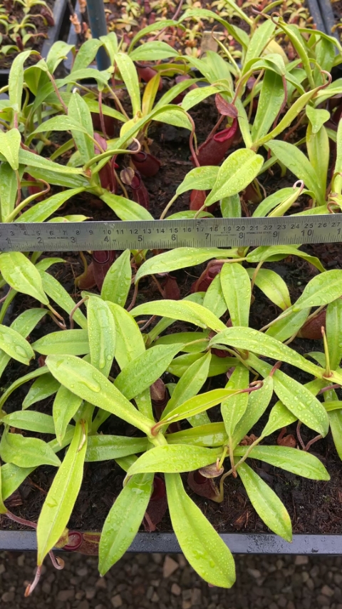 N. bongso – best selected clone