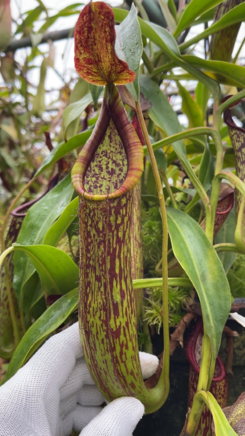 N. copelandii - assorted clones