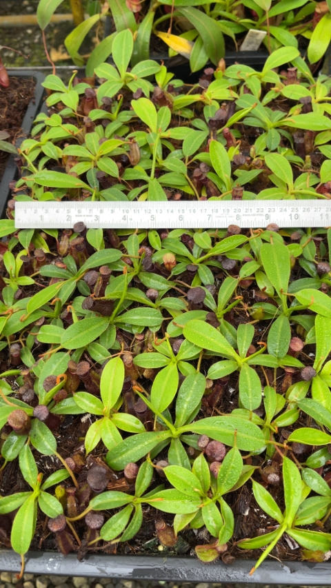 N. petiolata x (lowii x tentaculata) – assorted clones