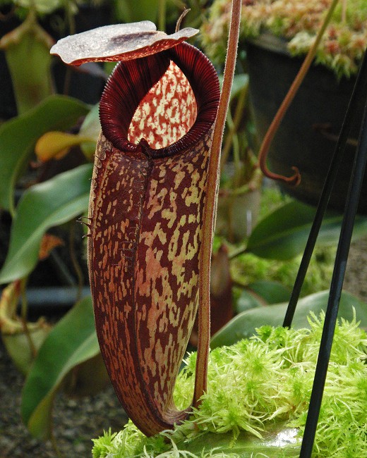 N. (aristolochioides x spectabilis) x klossii – assorted clones