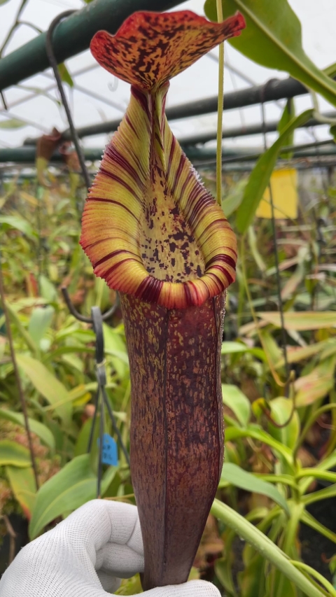 N. singalana x (burbidgeae x edwardsiana) – clone #4