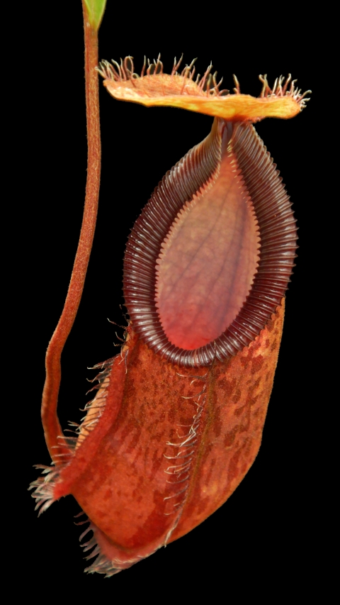 N. hamata x (lowii x tentaculata) - assorted clones