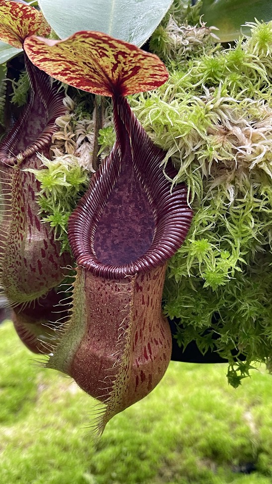 N. hamata x veitchii - assorted clones