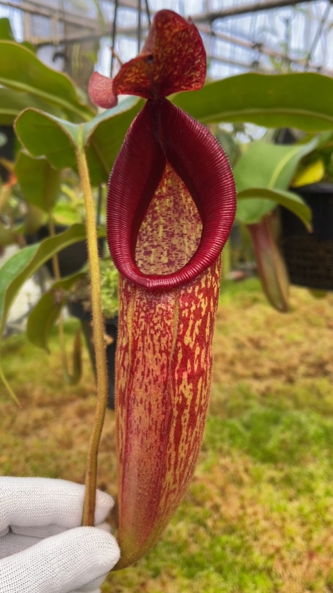 N. (veitchii x mira) x klossii - assorted clones