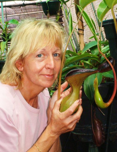 WIP N. lowii - Trus Madi - best selected clone