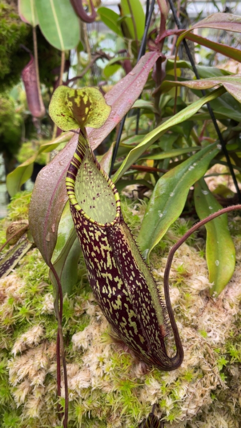 N. spectabilis - Sibuyatan - assorted clones