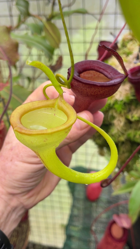 N. jamban – grex # 1 – two selected clones