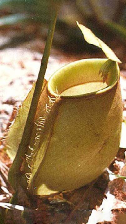 N. bicalcarata x ampullaria – selected clone