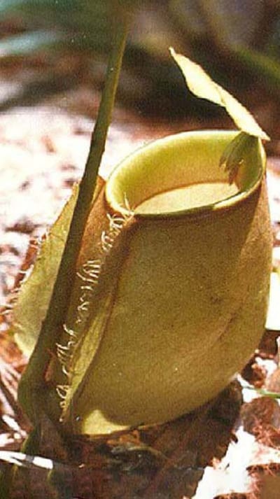 N. bicalcarata x ampullaria – selected clone