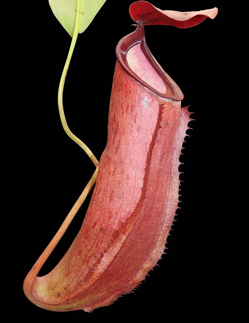 N. talangensis x reinwardtiana - assorted clones