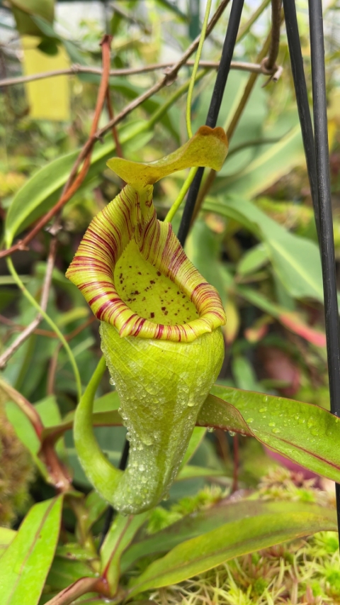 N. ovata – selected clone