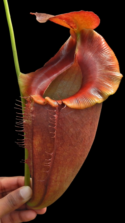 N. spathulata x tenuis - assorted clones