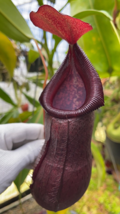 N. ‘Bill Bailey’ x robcantleyi – best selected clone