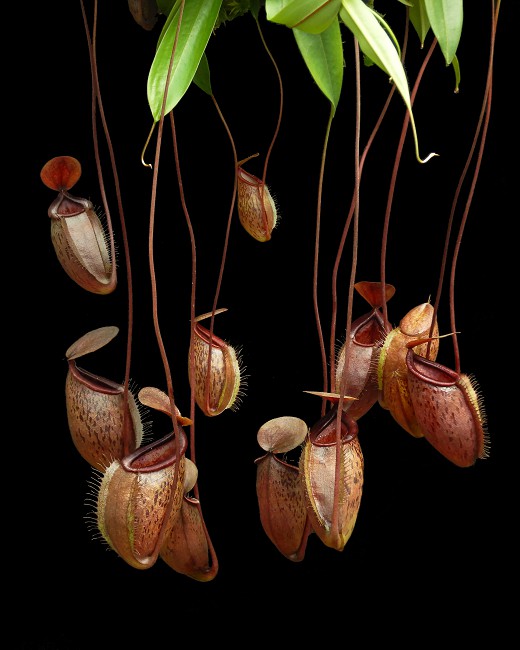 N. (hamata x glabrata) x tenuis – assorted clones