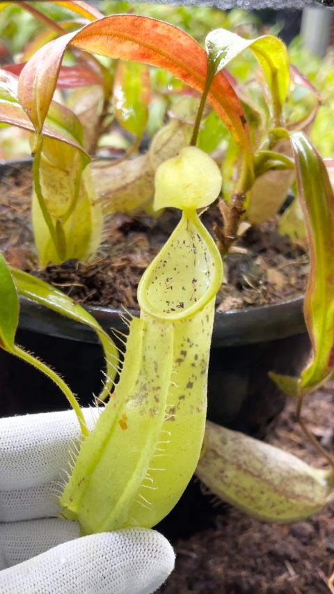 N. hirsuta - Serapi - assorted clones