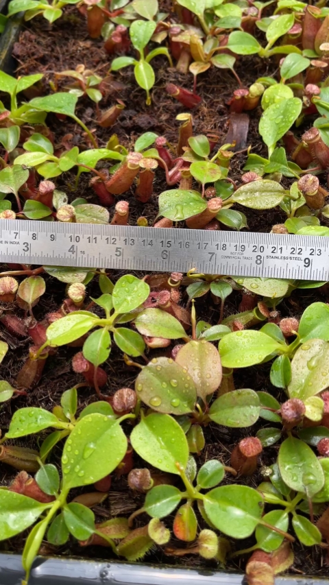 N. robcantleyi x palawanensis