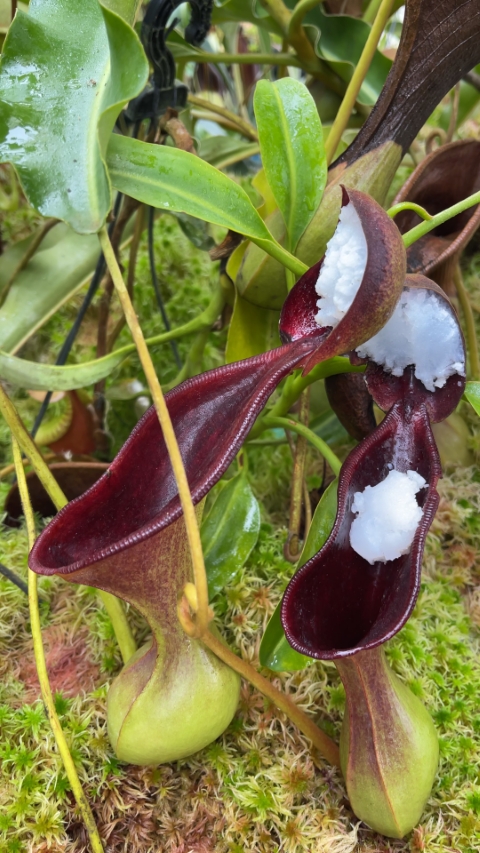 WIP N. lowii - Trus Madi - best selected clone