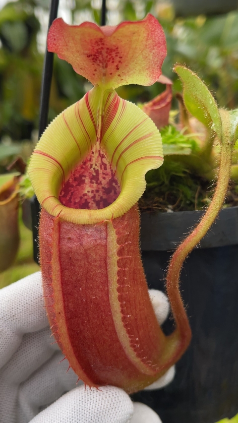 N. (veitchii x lowii) x veitchii