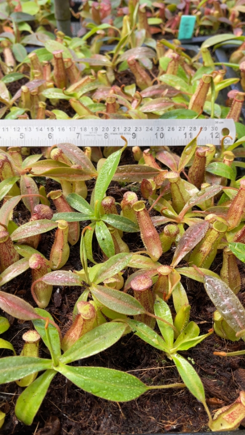 N. spectabilis x klossii – assorted clones