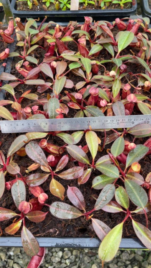 N. peltata x ephippiata - assorted clones