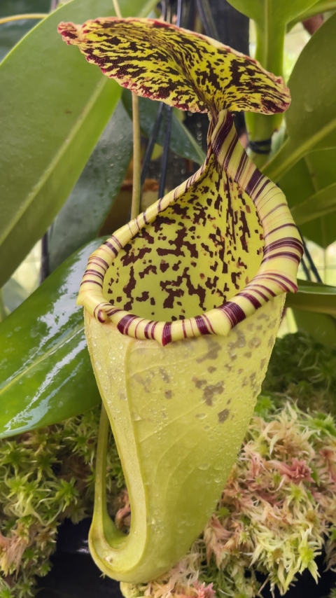 N. burbidgeae x campanulata – assorted clones