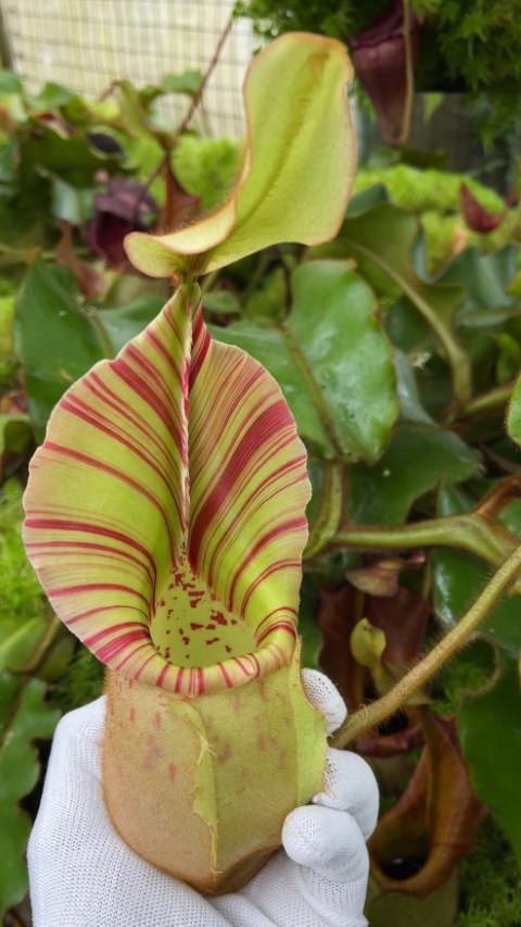 N. veitchii - Bario Highland - grex # 2