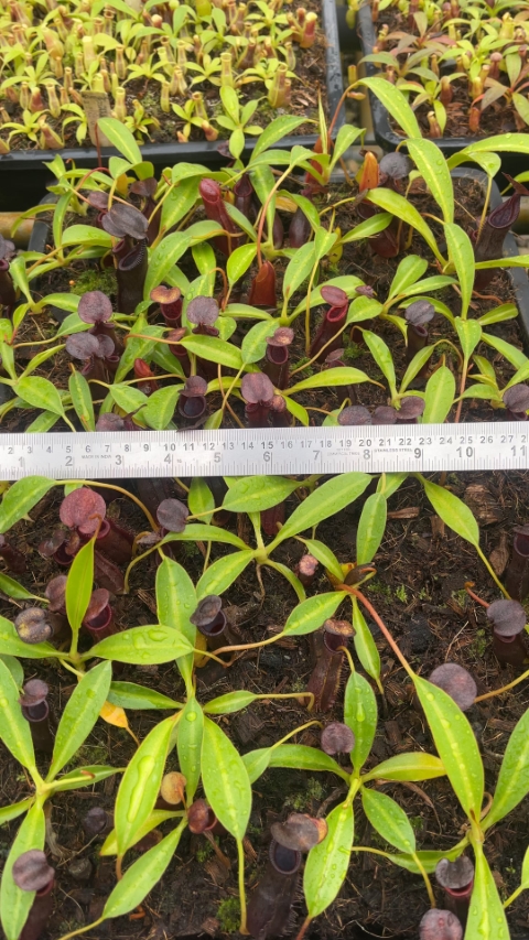 N. singalana x lowii – assorted clones