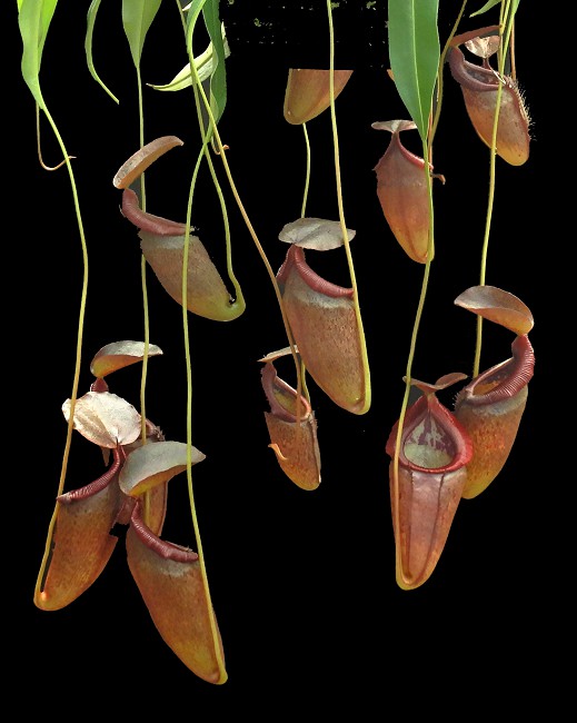 N. singalana x tenuis – assorted clones