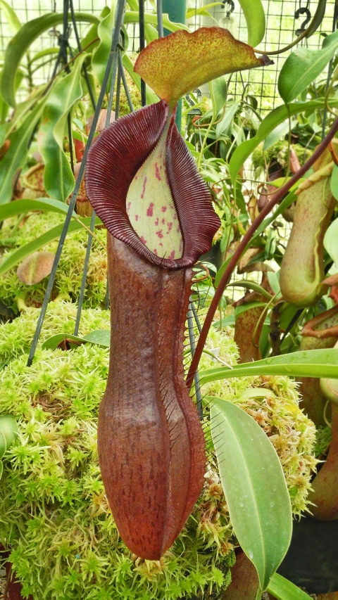 N. ramispina x singalana – selected clone