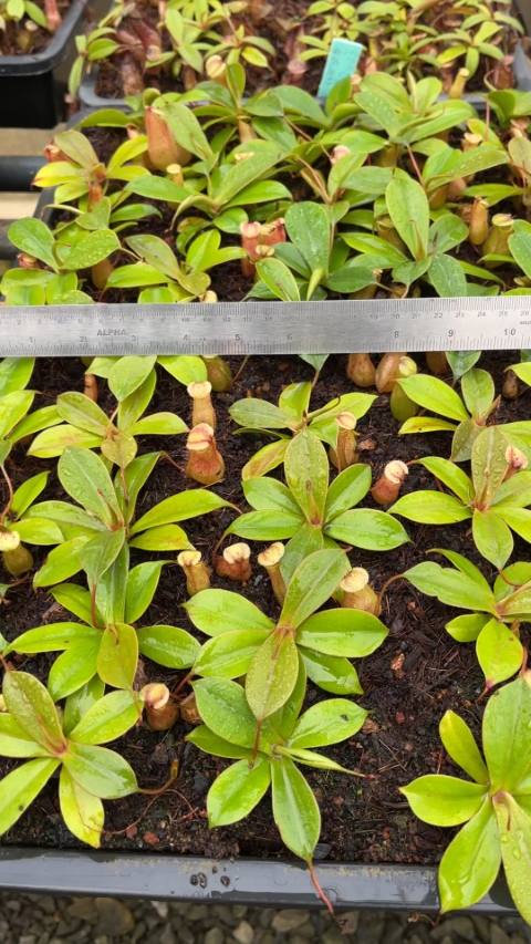 N. sibuyanensis x merrilliana – selected clones