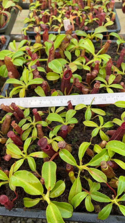 N. (veitchii x lowii) x samudera - assorted clones