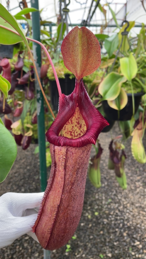 N. (ventricosa x sibuyanensis) x robcantleyi – assorted clones