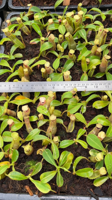 N. spathulata x veitchii