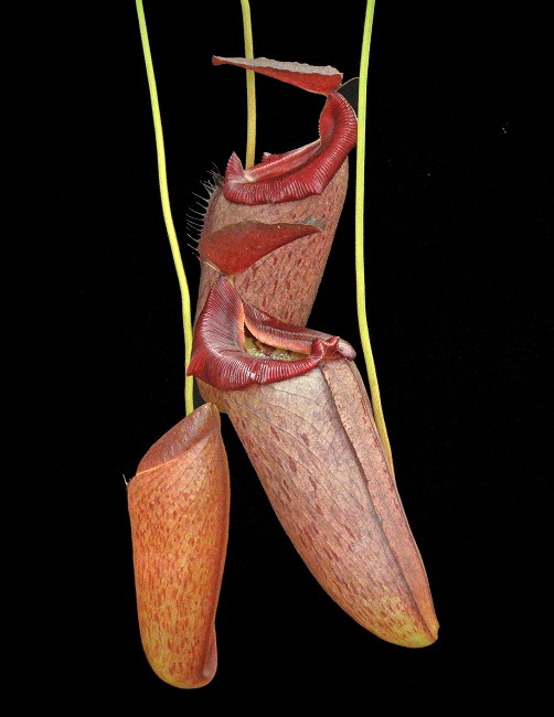 N. robcantleyi x tenuis – assorted clones