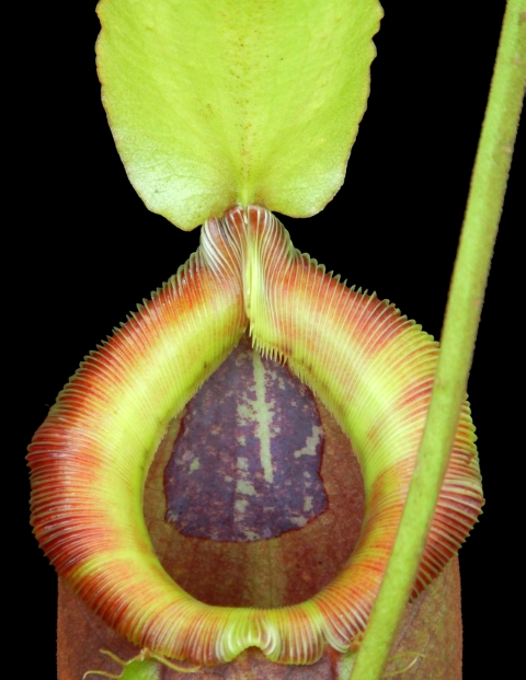 N. singalana x ampullaria – best selected clone