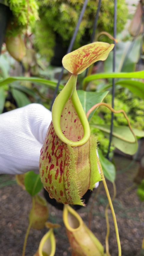 N. glabrata x veitchii - assorted clones