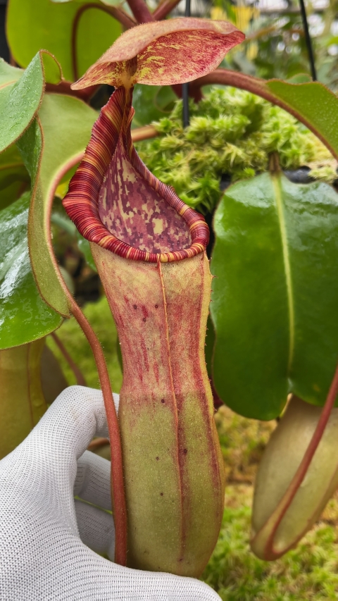 N. clipeata x (lowii x veitchii) - selected clones