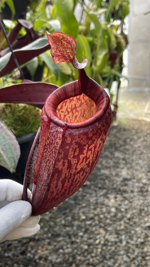 N. peltata x attenboroughii - assorted clones