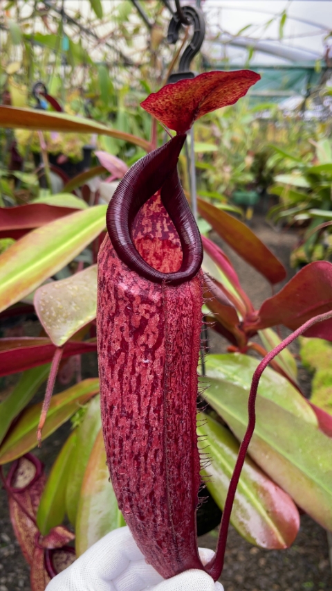 N. peltata x samudera - assorted clones