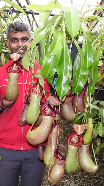 N. ventricosa x robcantleyi – assorted clones