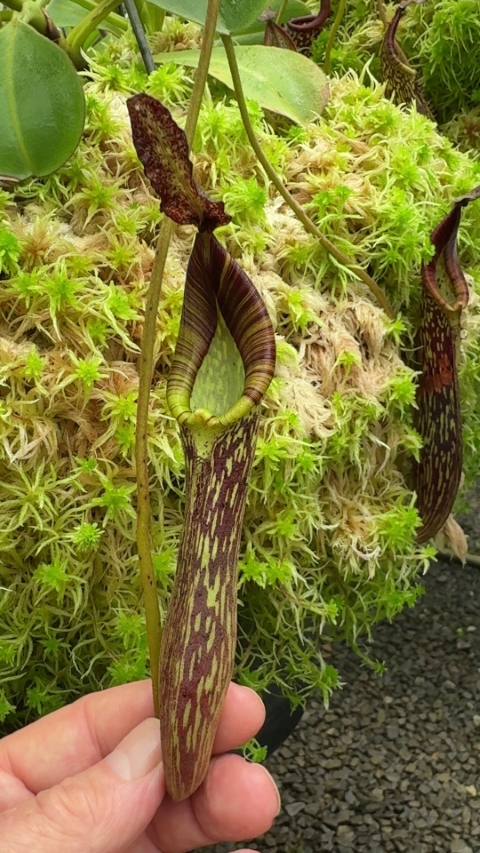 N. zakriana - selected clone