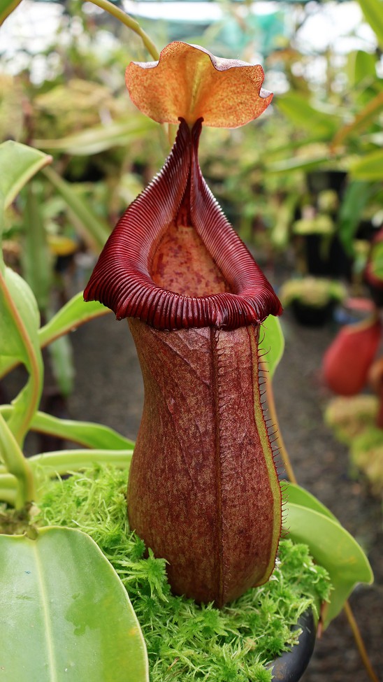 N. robcantleyi x ventricosa – assorted clones