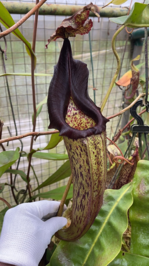 N. eymae – assorted clones