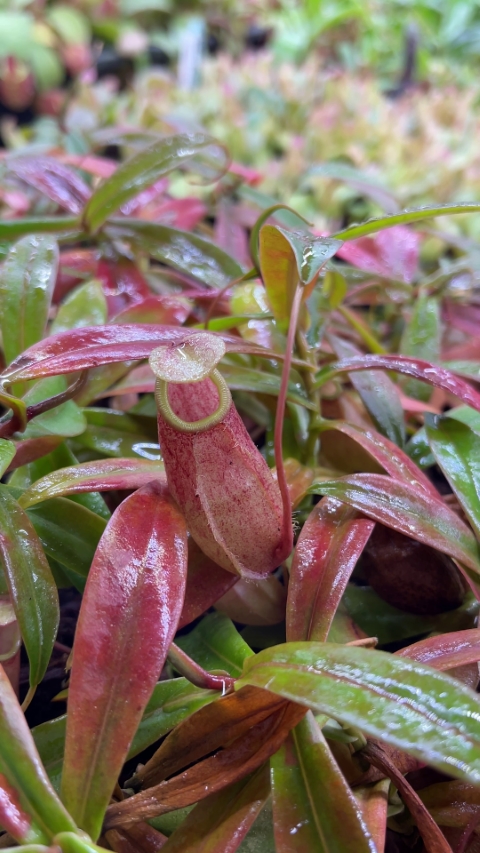 N. bellii - selected clone