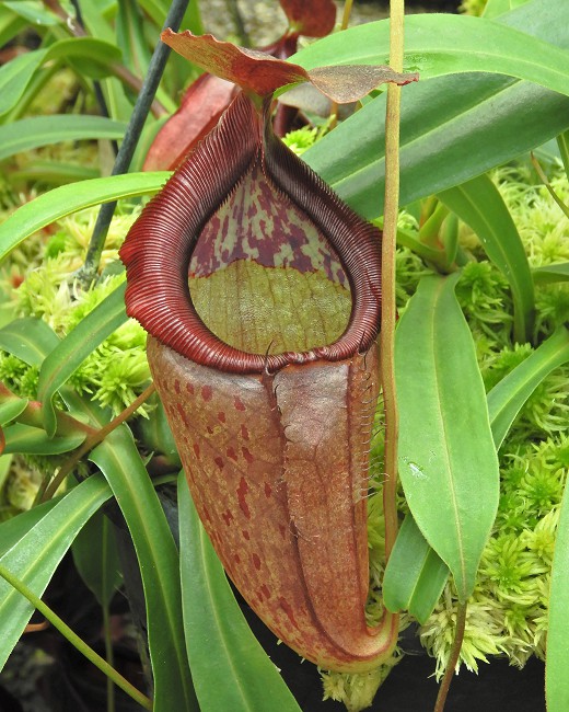 N. singalana x tenuis – assorted clones