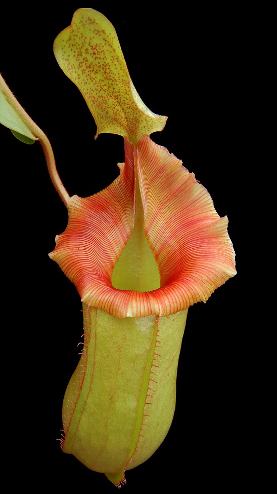 N. veitchii x ventricosa – assorted clones