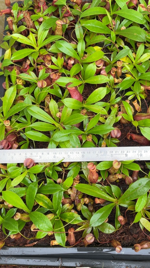 N. mira x tenuis – assorted clones