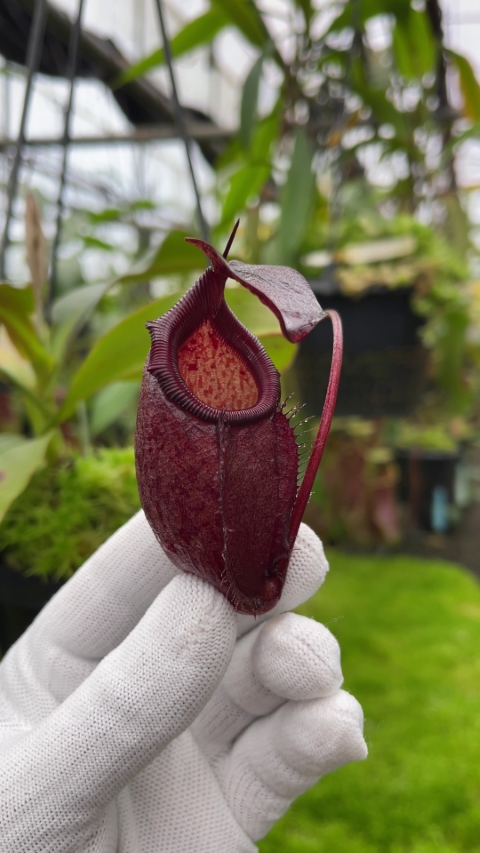 N. rajah x gymnamphora – assorted clones