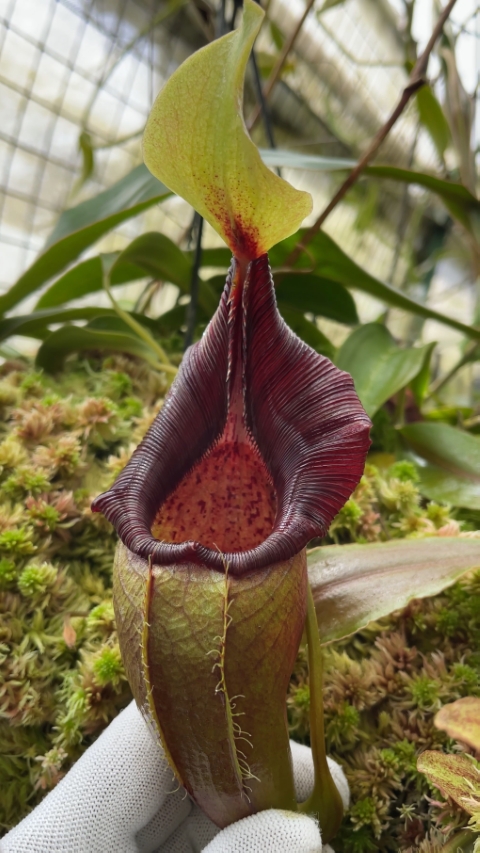 N. ovata – selected clone