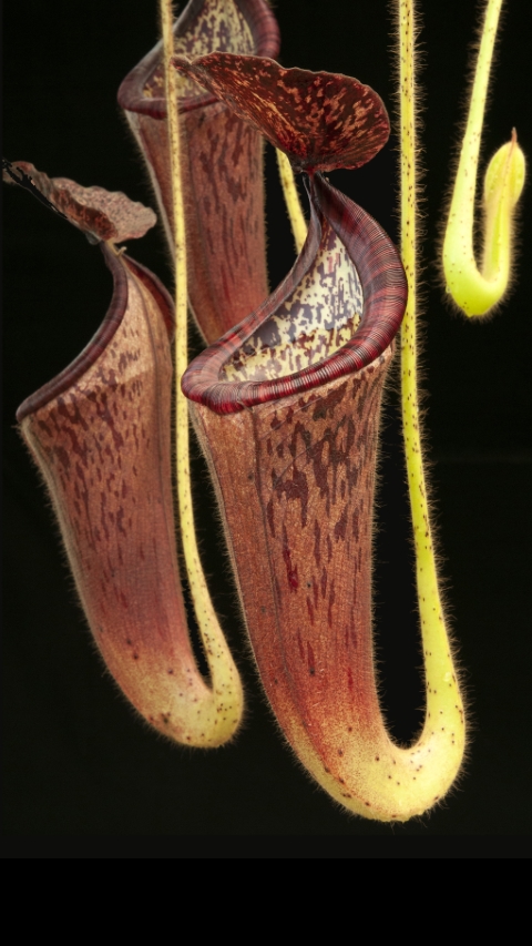 N. glandulifera - assorted clones